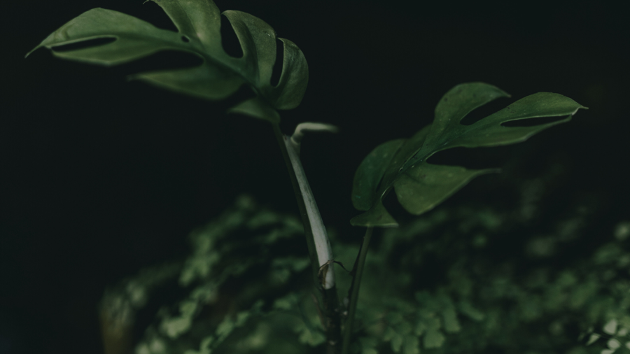 Green 永續未來式
